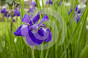 Beardless Purple Siberian Iris