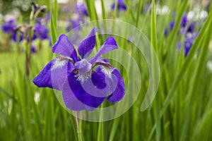 Beardless Purple Siberian Iris photo