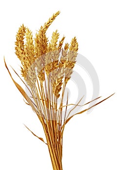 Beardless Wheat