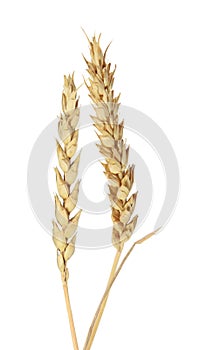 Beardless Wheat