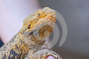 Beardsley Bearded Dragon Profile