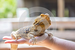 Beardsley Bearded Dragon