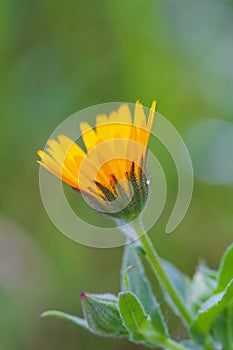 Beardy Flower