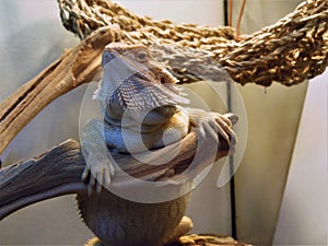 Beared Dragon Relaxing