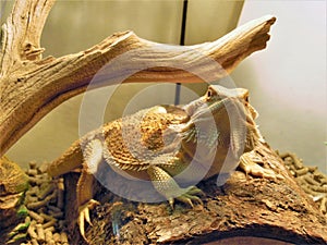 Beared Dragon Relaxing