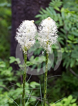 Beargrass