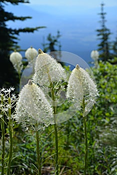 Beargrass Montana