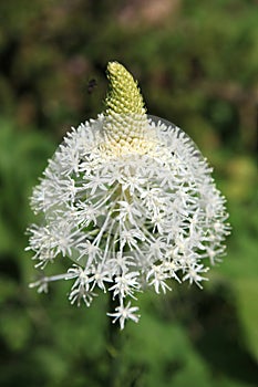 Beargrass Wildflower Closeup