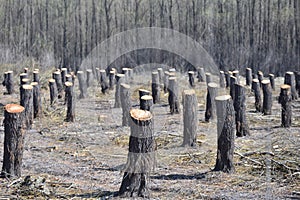 Bearing Witness to the Destruction: Deforestation and Its Impact on the Natural Balance