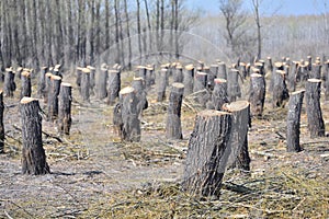 Bearing Witness to the Destruction: Deforestation and Its Impact on the Natural Balance