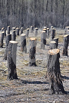 Bearing Witness to the Destruction: Deforestation and Its Impact on the Natural Balance