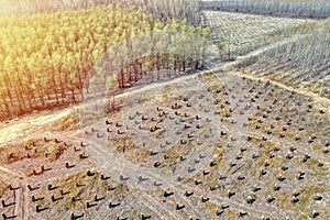 Bearing Witness to the Destruction: Deforestation and Its Impact on the Natural Balance