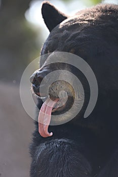Bearlicious Big Bear
