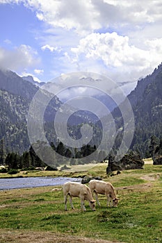The Bearnaise French cow breed of domestic beef cattle on the pasture in high Pyrenees mountain landscape in France