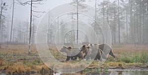 Bears in the autumn mist