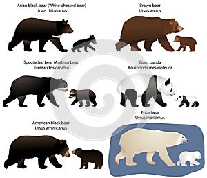 Bears and bear-cubs