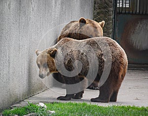 Bears in captivity
