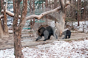 Bears of Everland