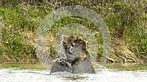 Bears fighting in Katmai