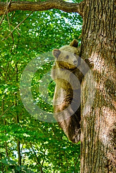 Bears in a forest from Zarnesti natural reserve, near Brasov, Transylvania, Romania