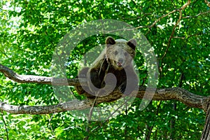 Bears in a forest from Zarnesti natural reserve, near Brasov, Transylvania, Romania