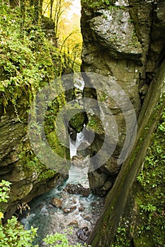 Bears Head in Tolmin Gorge  Slovenia