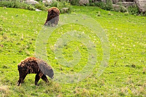 BEARS ON A HILL