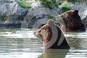 Bears in the lake