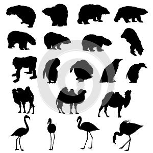 Bears, penguins, camel, flamingos