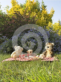 Bears picnic