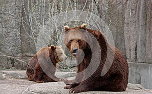 Bears on the rock photo