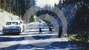 Bears in Traffic (Archival 1950s)