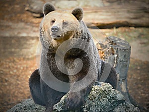 Bears in ZOO-Bears are carnivoran mammals of the family Ursidae