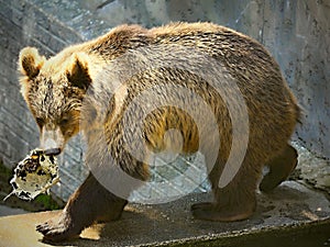 Bears in ZOO-Bears are carnivoran mammals of the family Ursidae photo