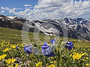 Beartooth high color bluebell and buttercups extravaganza