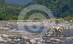 Beast of burden crossing river on the edge of forest