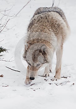 beast hunting sniffs prey. Gray wolf female in the snow, beautiful strong animal in winter
