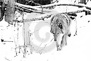 beast hunting sniffs prey. Gray wolf female in the snow, beautiful strong animal in winter. black and white
