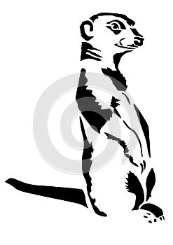 Beast meerkat stands Carnivora photo