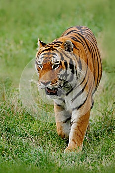 Beast of prey Amur or Siberian Tiger, Panthera tigris altaica, walking in the grass