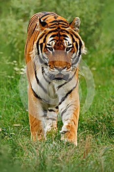 Beast of prey Amur or Siberian Tiger, Panthera tigris altaica, walking in the grass