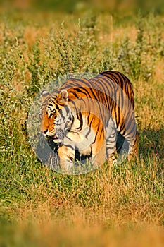 Beast of prey Amur or Siberian Tiger, Panthera tigris altaica, walking in the grass. Tiger in the nature Habitat. Big dangerous an