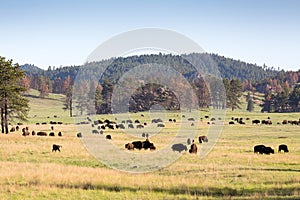 beastly american bisons in green plains of the Black Hills, South Dakota, USA