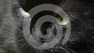 Beasty green eyes of dark black alert cat, extreme detail