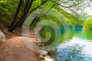 Beaten track near a forest lake