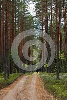 Beaten trail in a coniferous forest, road along the pinewood