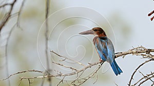 Beatiful Asian Kingfisher bird wildlife