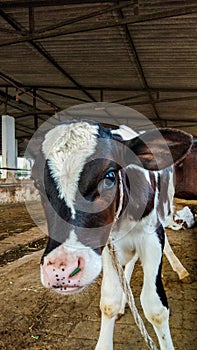 Beatiful Baby Cow, White And Brown