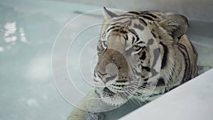 Beatiful big tiger relaxing in a pool at one hot day