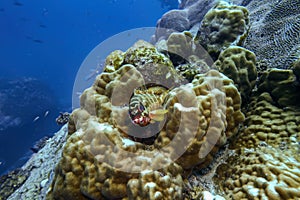 Beatiful Blacktip Grouper and sea fish swim around hard coral reef in deep dive blue water in travel scuba diving activity with